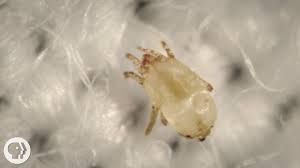 meet the dust mites tiny roommates