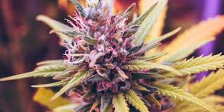 Cherry pie are pungent, with rich berry and cherry notes accented with herbal notes. Blueberry Kush Strain Review Industrial Hemp Farms