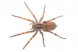 Brown Recluse Spider Horizons Pest Control Pest Control