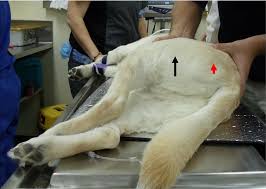 Getting Real With Canine Hip Dysplasia Barvets Practical