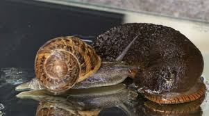 snail vs slug what s the difference
