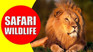 Since 1961 south africa has been actively involved in protecting and increasing the population of black and white rhinos and kruger park is now home to the world's largest population. African Safari Wildlife Safari Visit For African Animals Documentary Youtube