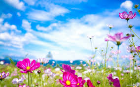 spring flower widescreen wallpapers