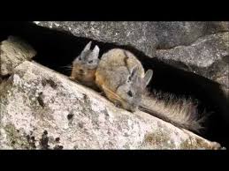 A viscacha looks like a rabbit and a squirrel had an asian baby with a mustache. Machu Picchu Viscachas Youtube