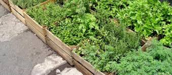 how to create a raised bed herb garden