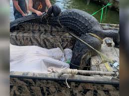 800-lb. gator caught in La. lake