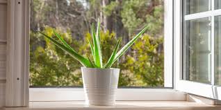 Ted Lare Garden Center Aloe Vera In