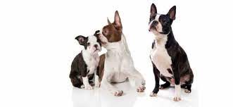 boston terrier puppies your