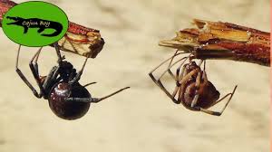 The false widow spider can bite, and if you. Black Widow Vs Brown Widow Which Is Deadlier Youtube