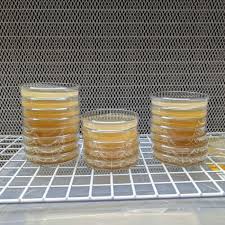 agar plates for mushroom cultures