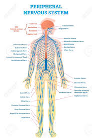 Peripheral Nervous System Medical Vector Illustration Diagram