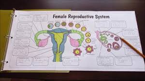 A complete study guide / edition 11. Female Reproductive System Big Foldable For Interactive Notebooks Or Binders