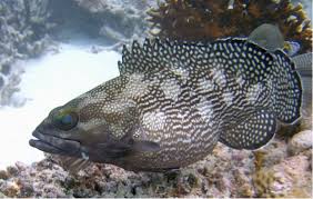 White-streaked grouper | SCRFA