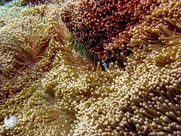 giant carpet anemone moalboal reef