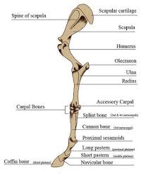 The second largest bone in physique is the tibia, additionally known as the shinbone. Horse Anatomy Mobility Health