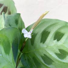 Keep reading to learn what those needs are. Maranta Leuconeura Prayer Plants For Sale Door 2 Door Plants