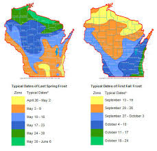 Frost Effects On Corn Wisconsin Corn Agronomy