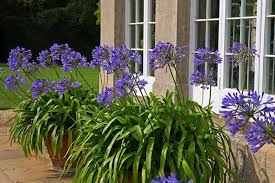 How To Grow Agapanthus In Containers