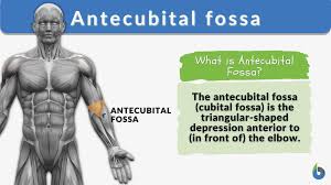 antecubital fossa definition and