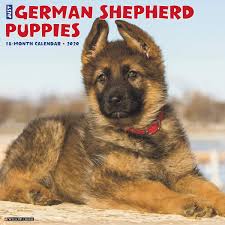 Check out these cuties from top breeders! Just German Shepherd Puppies 2020 Wall Calendar Dog Breed Calendar Willow Creek Press 0709786050642 Amazon Com Books