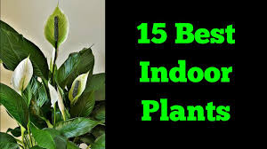 indoor plants indoor plants name