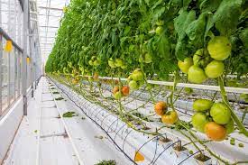 how to grow hydroponic tomatoes rural