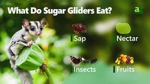 what do sugar gliders eat 20 foods