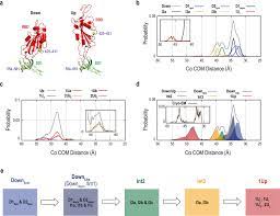 The inherent flexibility of receptor binding domains in SARS-CoV-2 spike  protein | eLife