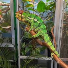 nosy mitsio panther chameleon v reptiles