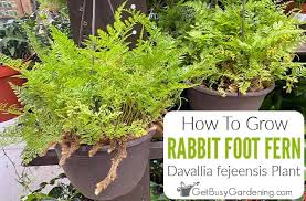 Rabbit S Foot Fern How To Grow Care