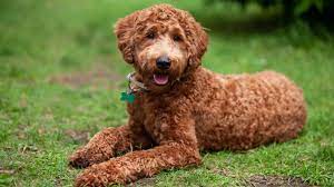 labradoodle dog breed health and care