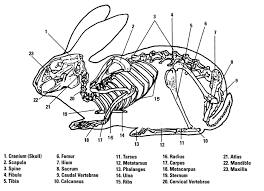 Parts Of The Rabbit Skeleton