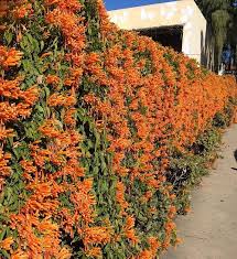 14 Stunning Live Fence Plants In India