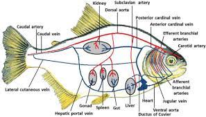 (1) two (2) three (3) four (4) one blood flows into the atrium after passing through the fish leaving it poorly oxygenated. The Cardiovascular System Sciencedirect