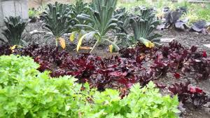 maintaining a vegetable garden