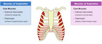 Respiratory Muscles Bioninja