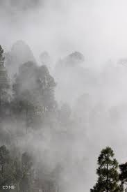 霧立ち込める森のフリー素材・無料の写真 | 853 x 1280| ピクト缶