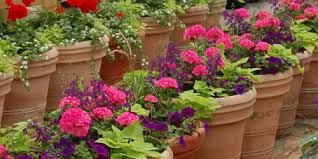 Container Flower Garden Design Tips