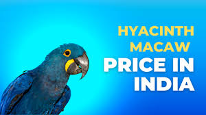 hyacinth macaw in india