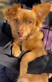 > all phoenix central/south phx east valley phx north west valley. Dog For Adoption Henry A Papillon Dachshund Mix In Phoenix Az Petfinder