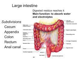 large intestine function parts length