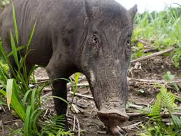 The national poison centre adds that it is found on islands and in coastal mangrove. Seaborne Invasion Of Wild Boar Swamps Mystical Malaysian Island Indonesia The Guardian