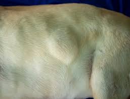 immovable lumps in dogs