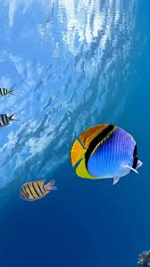 free underwater tropical fish