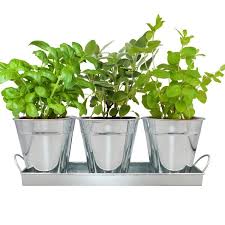 Herb Garden Trio Silver Metal Vintage Planter Set With Organic Seeds Basil Mint And Sage At Enviro Garden