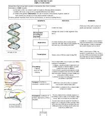 Logical Protein Synthesis Flow Chart Answer Key 2019