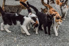 As a result of this, they wild or feral cats, who don't live with humans, can be quite territorial and may fight to protect what is theirs. What Is The Name For A Group Of Cats Tuxedo Cat