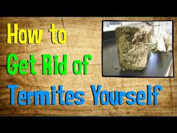 create your own diy termite treatment