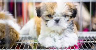The pet store provides the friendliest service in chambersburg! Las Vegas Repeals Ban On Retail Pet Store Puppy Sales The Dogington Post