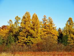 tamarack also known as american larch